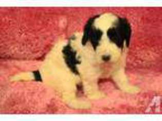 Australian Labradoodle Puppy for sale in KOUNTZE, TX, USA