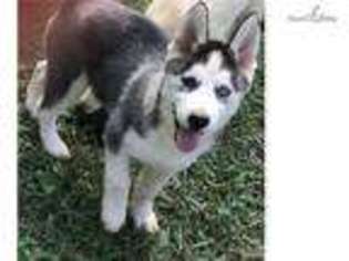 Siberian Husky Puppy for sale in Lexington, KY, USA