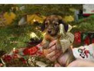 Dachshund Puppy for sale in Wheatland, CA, USA