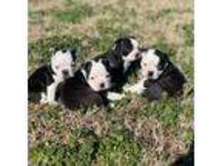 Boston Terrier Puppy for sale in Camden, NC, USA