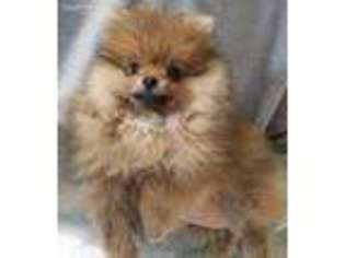 Pomeranian Puppy for sale in Brookville, PA, USA