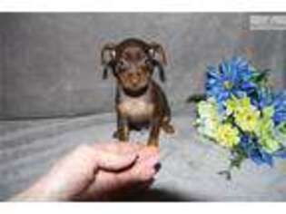 Miniature Pinscher Puppy for sale in Blacksburg, VA, USA
