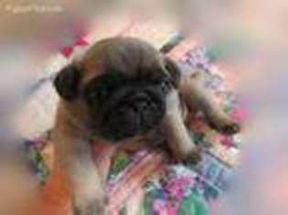 Pug Puppy for sale in Estacada, OR, USA