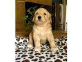 Goldendoodle Puppy for sale in Lebanon, OH, USA