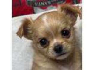 Chihuahua Puppy for sale in Yakima, WA, USA