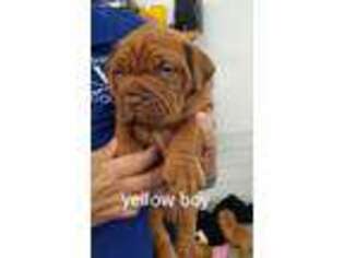 American Bull Dogue De Bordeaux Puppy for sale in Springfield, KY, USA