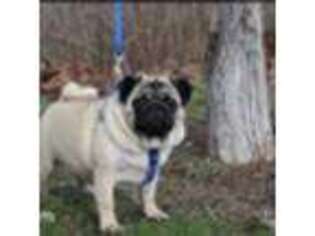 Pug Puppy for sale in Oakwood, IL, USA