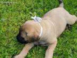 Mastiff Puppy for sale in Springfield, OH, USA