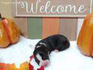 Pembroke Welsh Corgi Puppy for sale in Bellingham, WA, USA