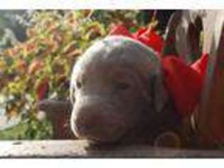 Labrador Retriever Puppy for sale in Center Ridge, AR, USA