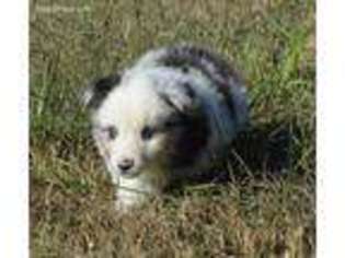 Miniature Australian Shepherd Puppy for sale in Danbury, NC, USA