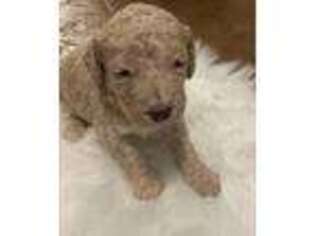 Labradoodle Puppy for sale in Perryton, TX, USA