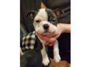Boston Terrier Puppy for sale in Billings, MT, USA