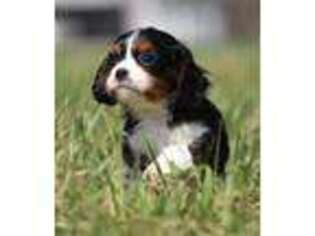 Cavalier King Charles Spaniel Puppy for sale in Shipshewana, IN, USA