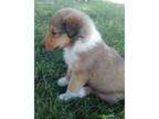 Collie Puppy for sale in Raymond, IL, USA