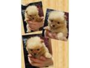 Pomeranian Puppy for sale in Willow, AK, USA