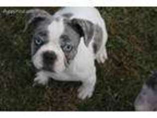 French Bulldog Puppy for sale in Hampton, VA, USA
