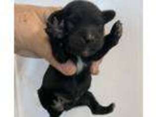 Cavapoo Puppy for sale in Rutland, IL, USA