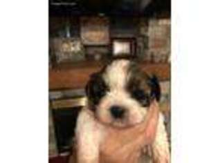 Mutt Puppy for sale in New Richmond, WI, USA