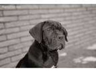 Cane Corso Puppy for sale in Phoenix, AZ, USA
