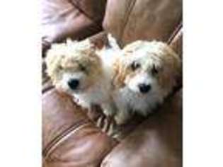 Cavapoo Puppy for sale in Pikeville, KY, USA