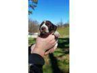 German Shorthaired Pointer Puppy for sale in Chatham, VA, USA