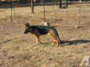 German Shepherd Dog Puppy for sale in WOLF CREEK, OR, USA