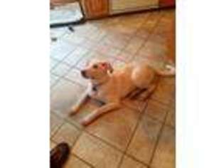 Labrador Retriever Puppy for sale in Inver Grove Heights, MN, USA
