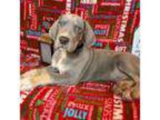 Great Dane Puppy for sale in Corsica, PA, USA