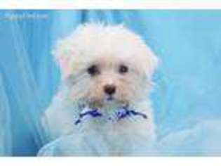 Maltese Puppy for sale in Summerfield, NC, USA