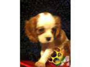 Cavalier King Charles Spaniel Puppy for sale in Georgetown, TX, USA