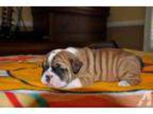Bulldog Puppy for sale in LA HABRA, CA, USA