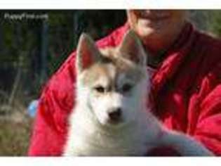 Siberian Husky Puppy for sale in Molalla, OR, USA