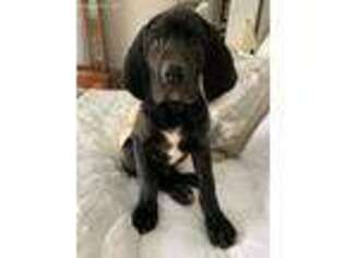 Great Dane Puppy for sale in Tryon, NC, USA