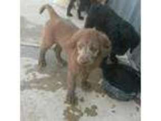 Labradoodle Puppy for sale in Canyon, TX, USA