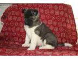 Akita Puppy for sale in Arcadia, IA, USA