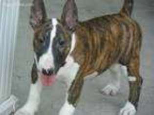 Bull Terrier Puppy for sale in Claysville, PA, USA