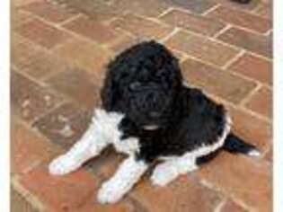 Mutt Puppy for sale in Moultrie, GA, USA