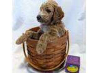 Goldendoodle Puppy for sale in Wildwood, FL, USA