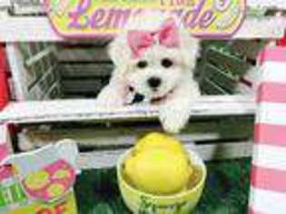 Bichon Frise Puppy for sale in Edmond, OK, USA