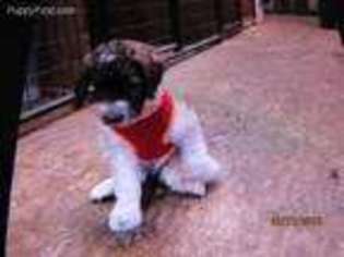 Mutt Puppy for sale in Lynchburg, OH, USA