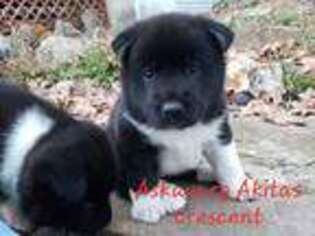 Akita Puppy for sale in Ava, MO, USA