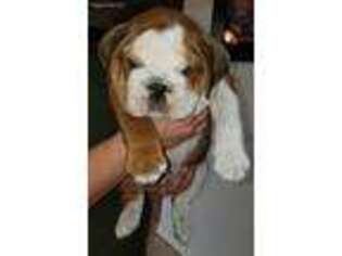 Bulldog Puppy for sale in Levelland, TX, USA