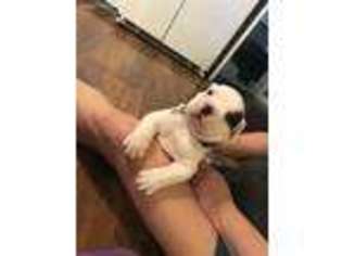 American Bulldog Puppy for sale in Russell Springs, KY, USA