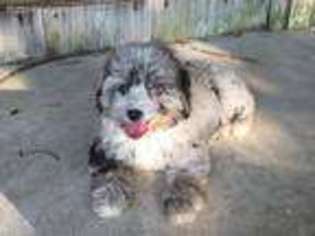 Mutt Puppy for sale in Drasco, AR, USA
