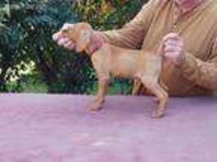 Vizsla Puppy for sale in Shakopee, MN, USA