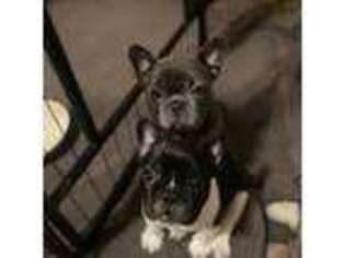 French Bulldog Puppy for sale in Lincoln, NE, USA