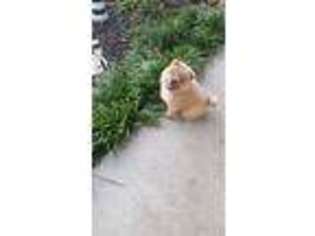 Chow Chow Puppy for sale in Knoxville, TN, USA