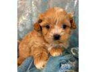 Shih-Poo Puppy for sale in Hartville, MO, USA