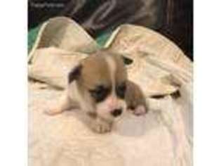 Pembroke Welsh Corgi Puppy for sale in Grapeland, TX, USA